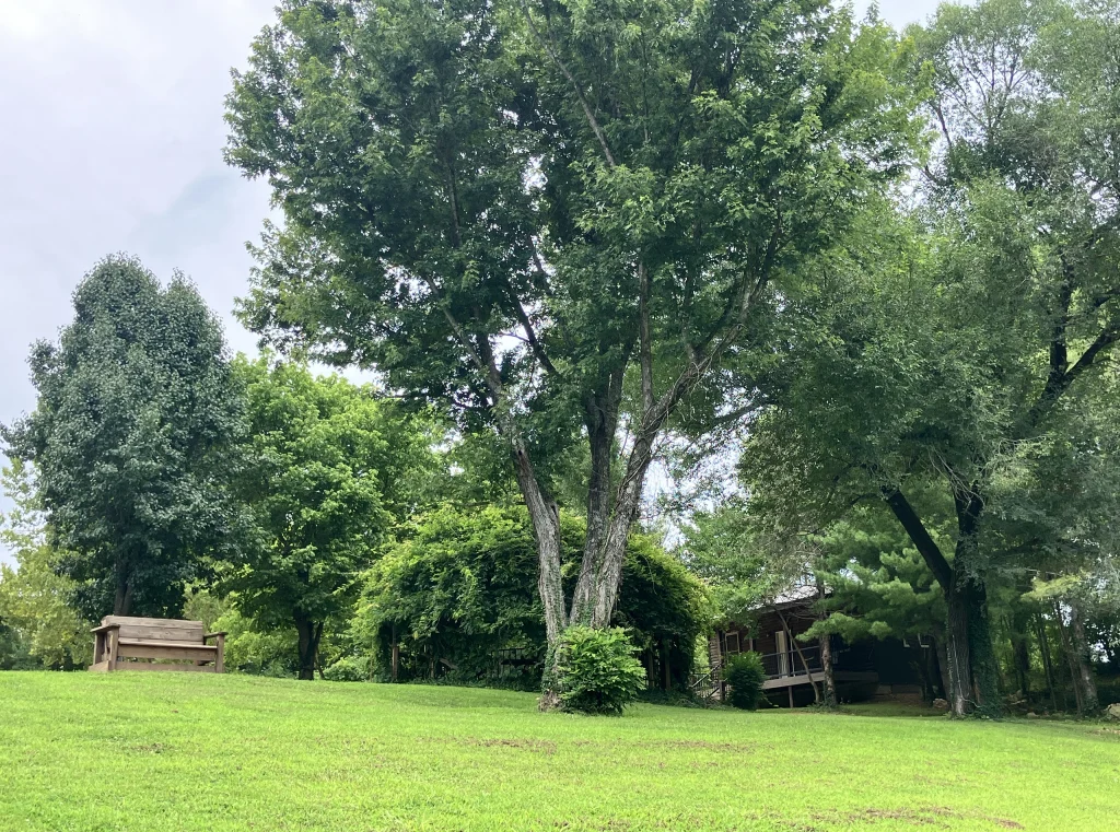 A lush green yard with tall trees, a wooden bench on the left, and a rustic cabin partially hidden by foliage on the right—discover serene Cabin Rentals and RV Park in Galena MO under a cloudy sky.